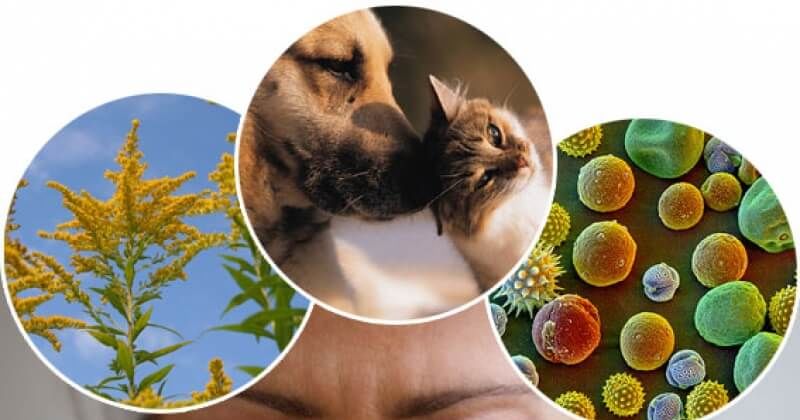 Всемирный день борьбы против астмы и аллергии